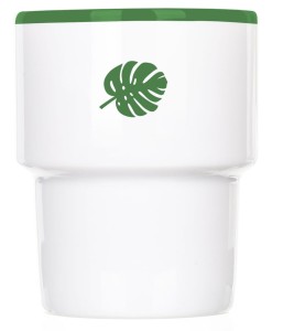 Monstera