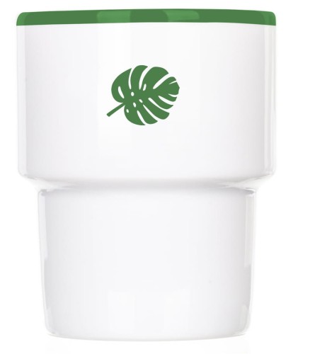 Monstera